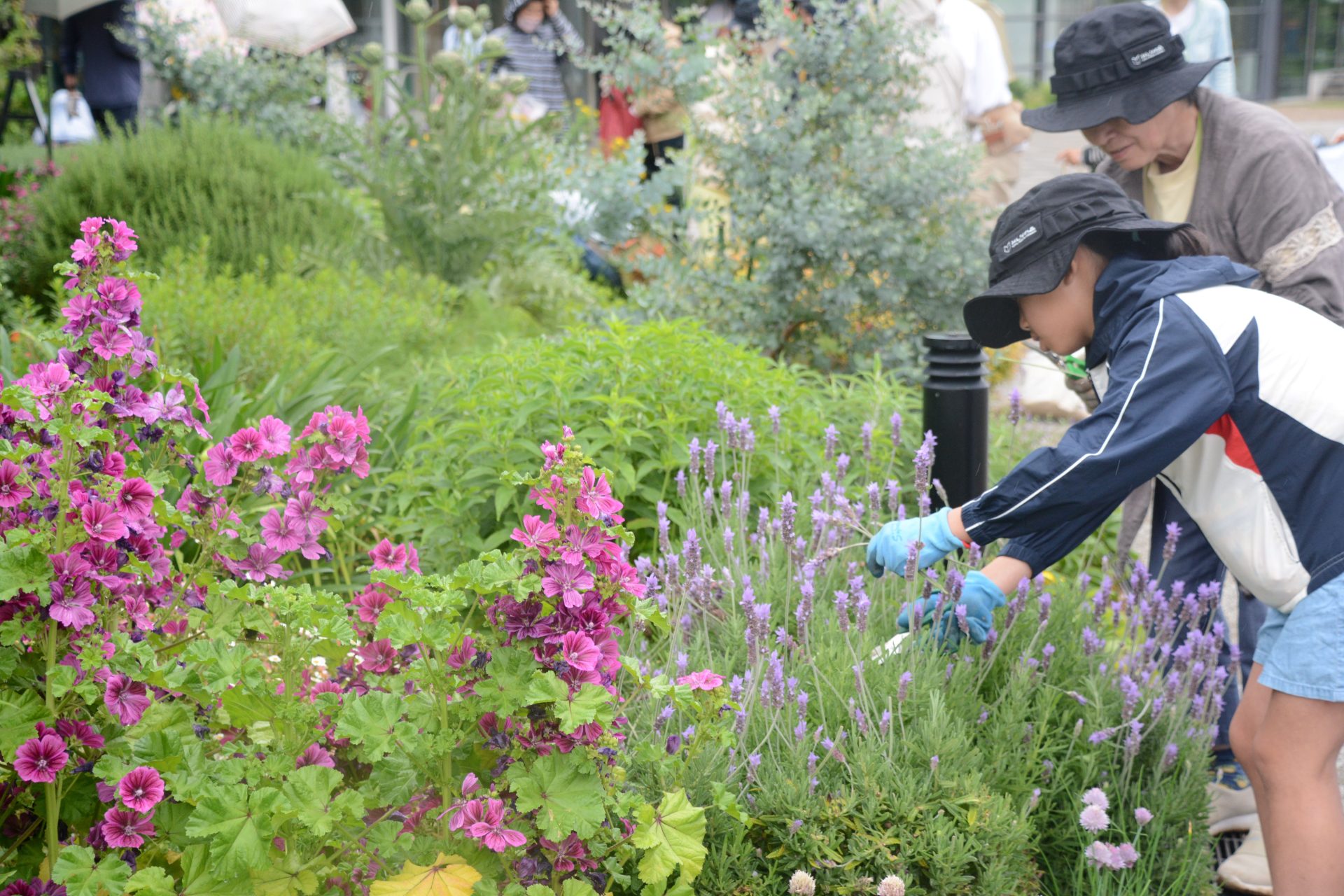 メディコスハーブガーデン5月の植栽会！