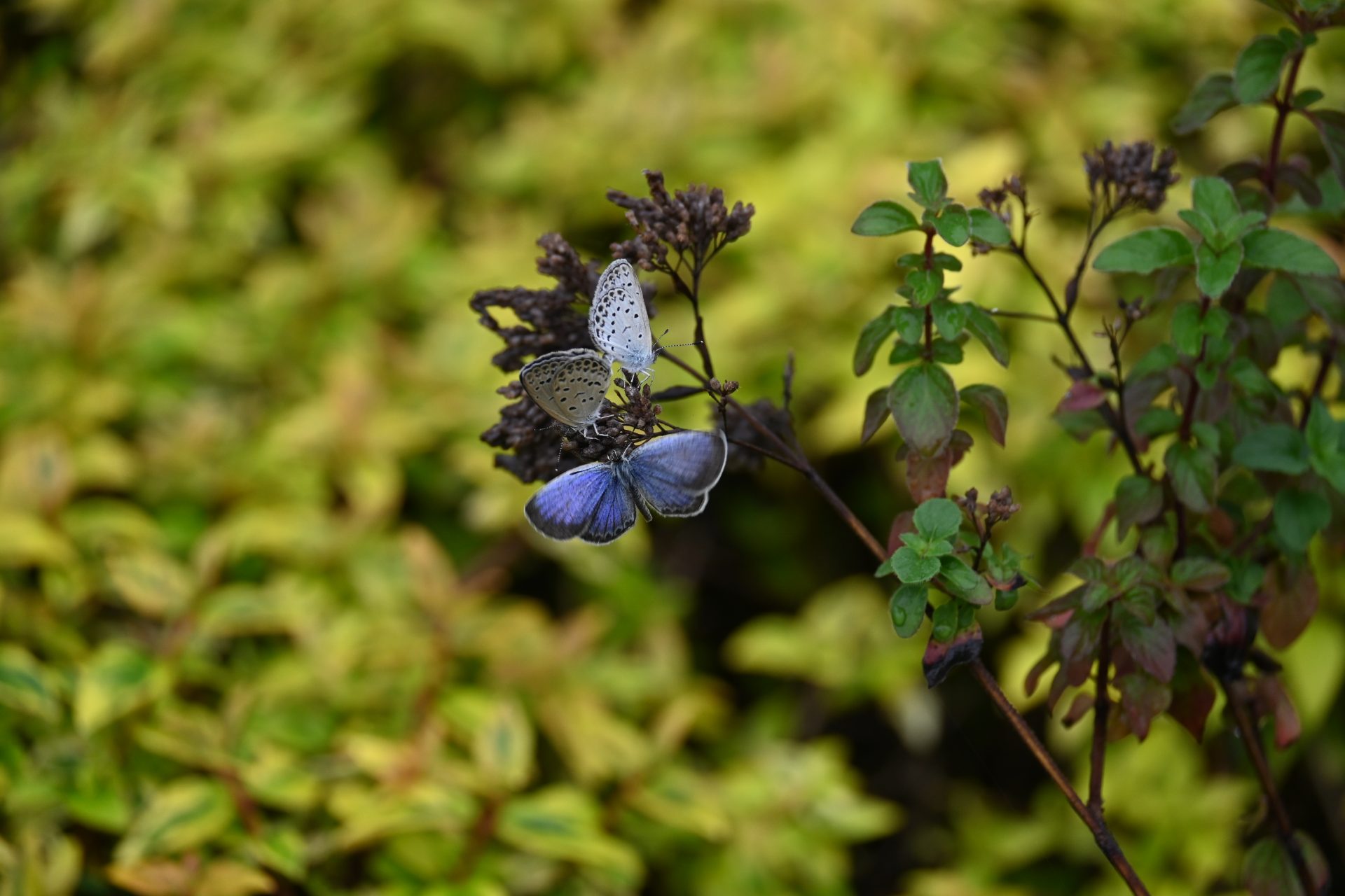 メディコスハーブガーデンサポーターズ(ハブサポ)を紹介します！