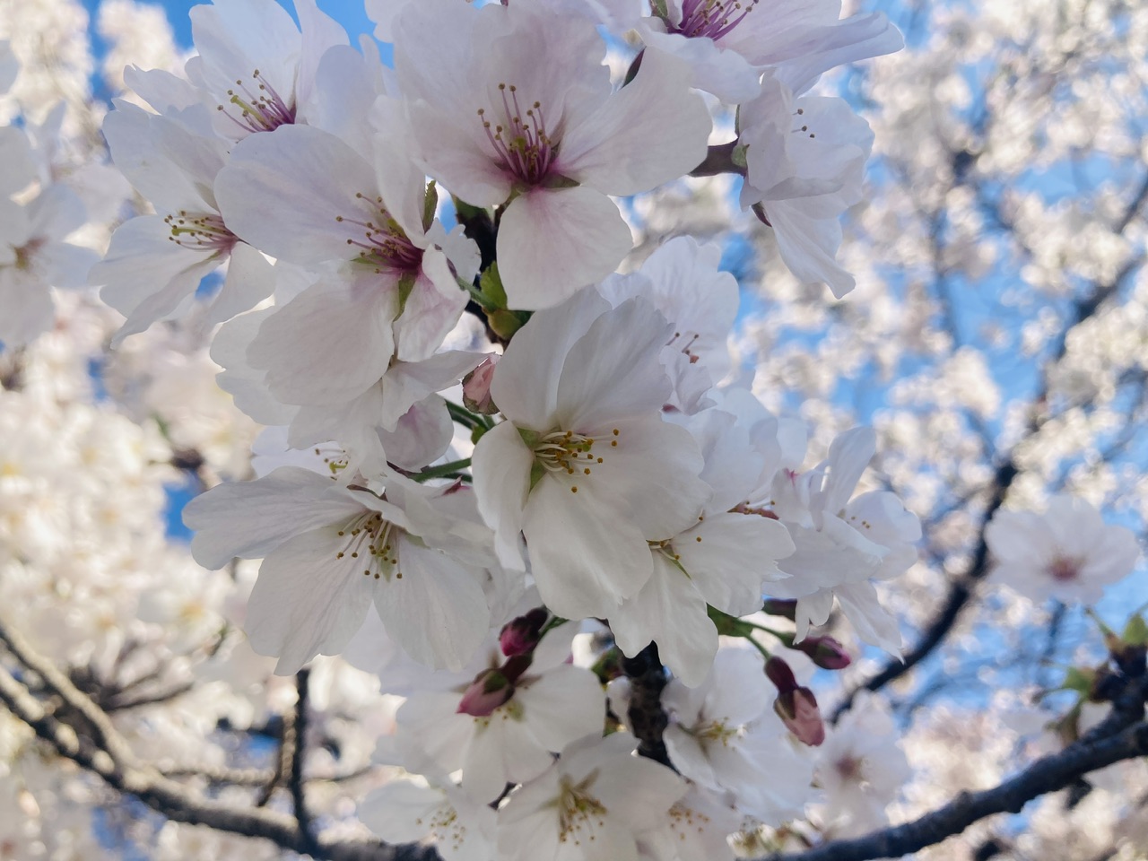お弁当を持って出掛けるも良し！ビール片手に出掛けるも良し！ <br>岐阜市のおすすめ桜スポット
